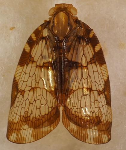 Nogodina reticulata
